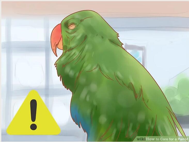 鹦鹉如何饲养攻略图解教程,迷你鹦鹉幼鱼饲养方法