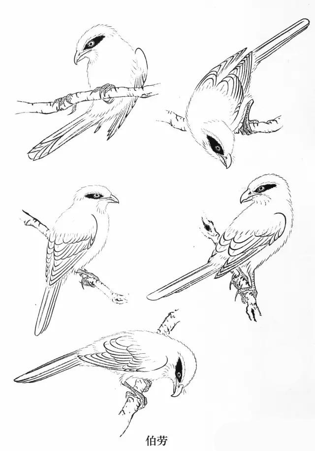 工笔画飞禽画法,工笔飞禽画谱教程