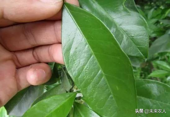 柑橘沙皮病图片大全,柑橘溃疡病果与砂皮病果的区别