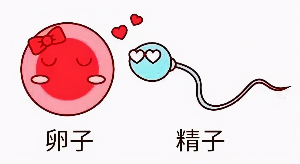 卵泡成熟了不排卵是为什么,卵泡成熟了不排是什么原因