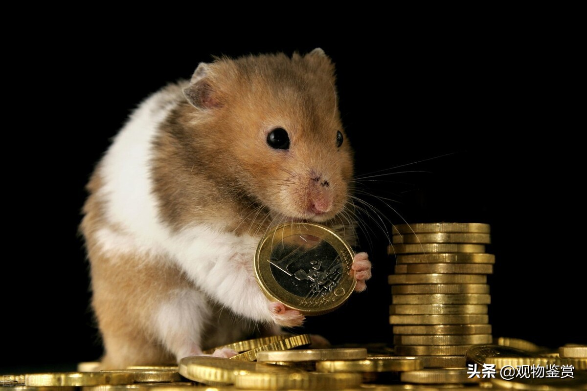 仓鼠该怎么养让它听话认主人,仓鼠到怎样的程度才会认主