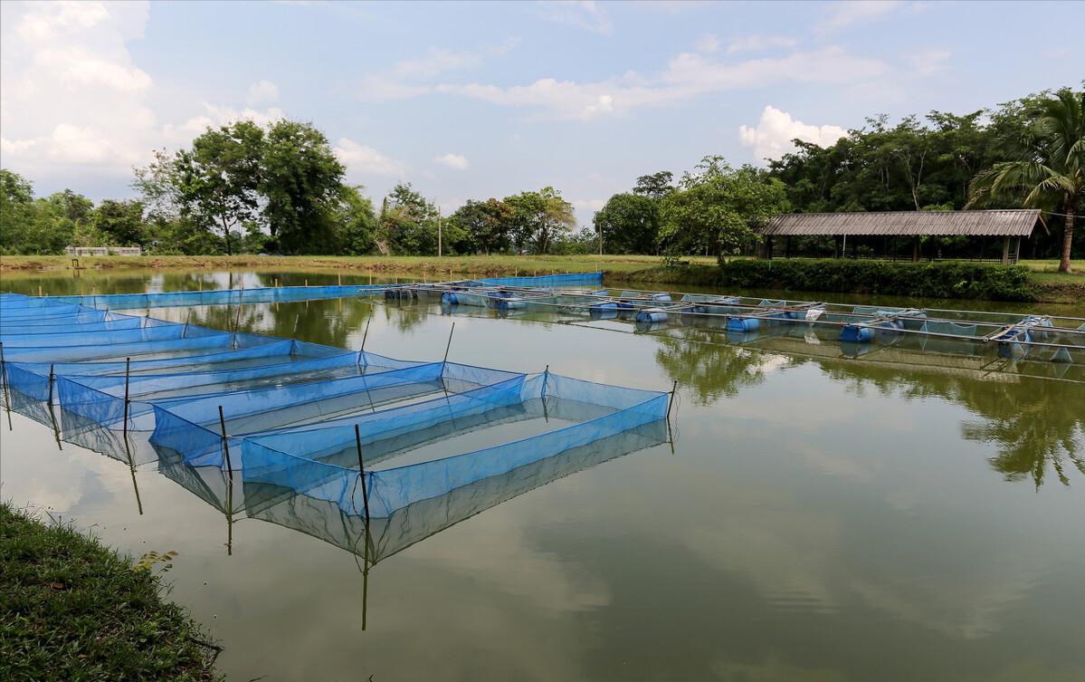 80后创业养殖青蛙视频,农民养青蛙致富项目