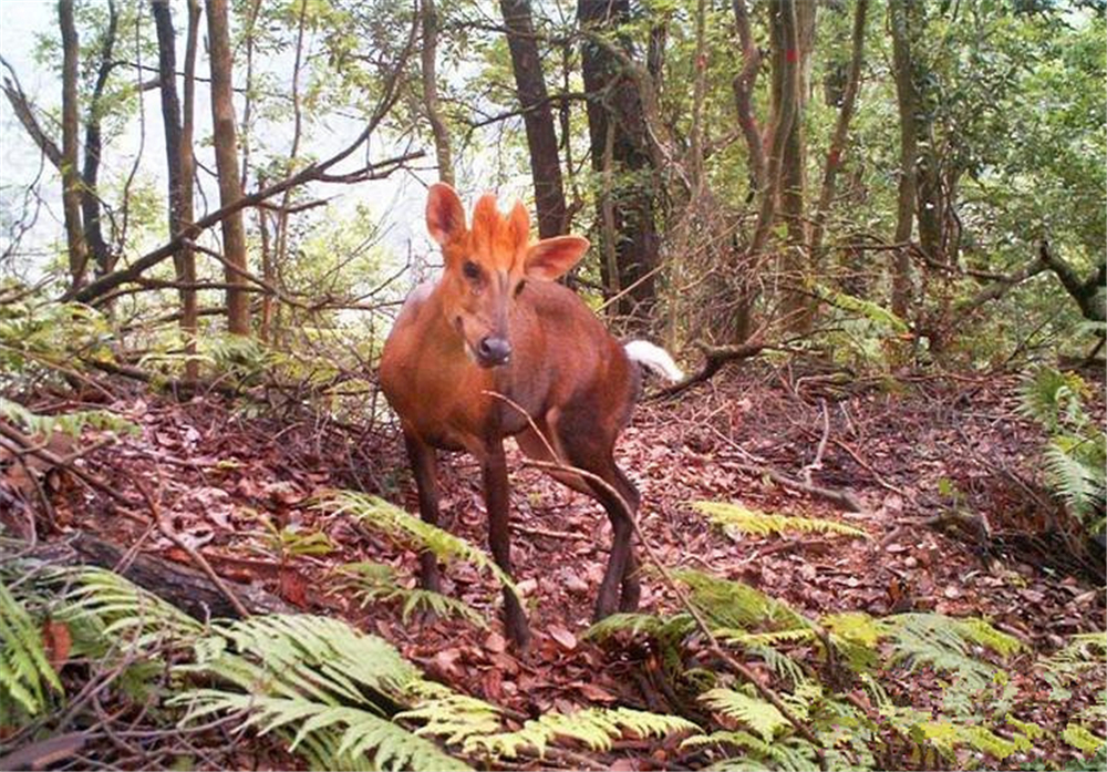 大连野生梅花鹿的来历,大连海中发现梅花鹿