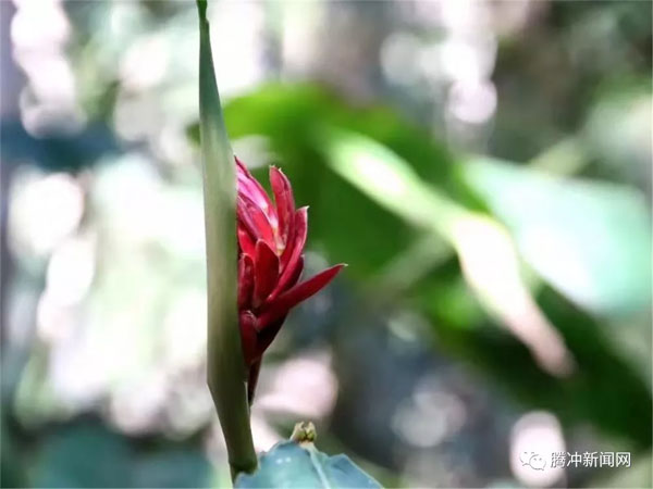 腾冲樱花谷樱花节,腾冲樱花谷最佳观赏季