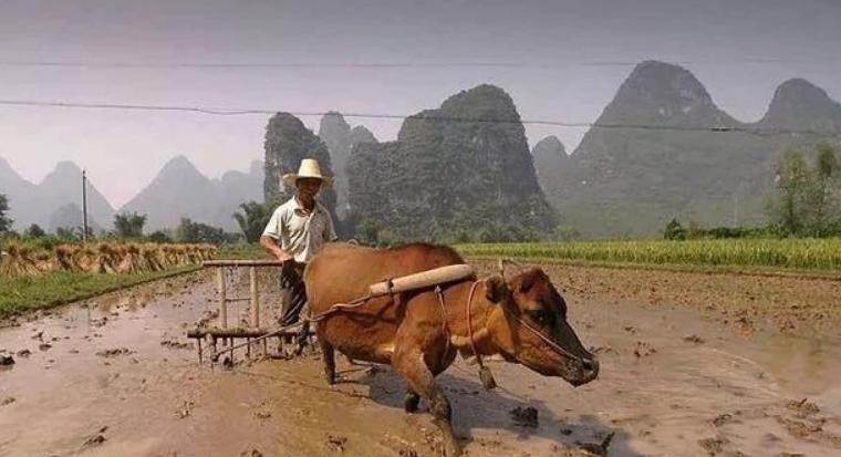 正月牛有什么说法,正月猪五月的牛有什么讲究