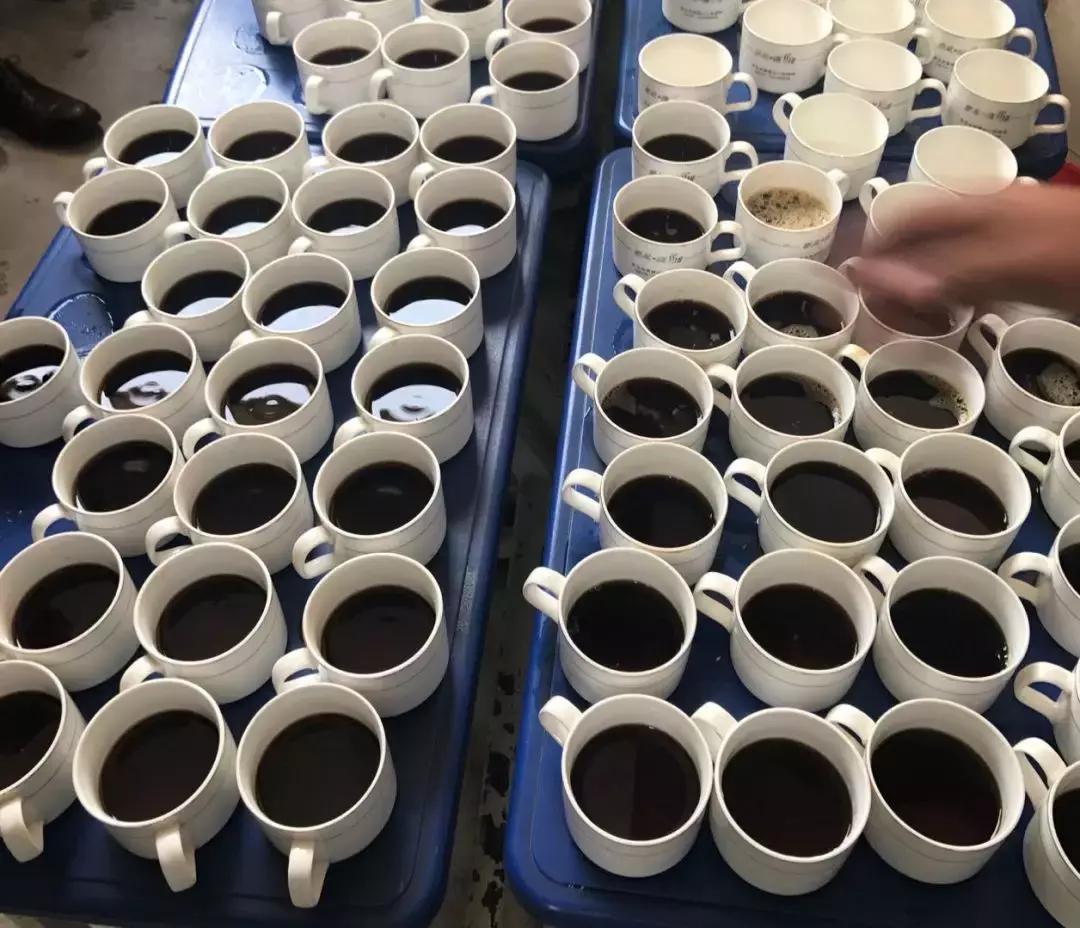 星巴克为什么要用云南咖啡豆,为什么星巴克用云南的咖啡豆