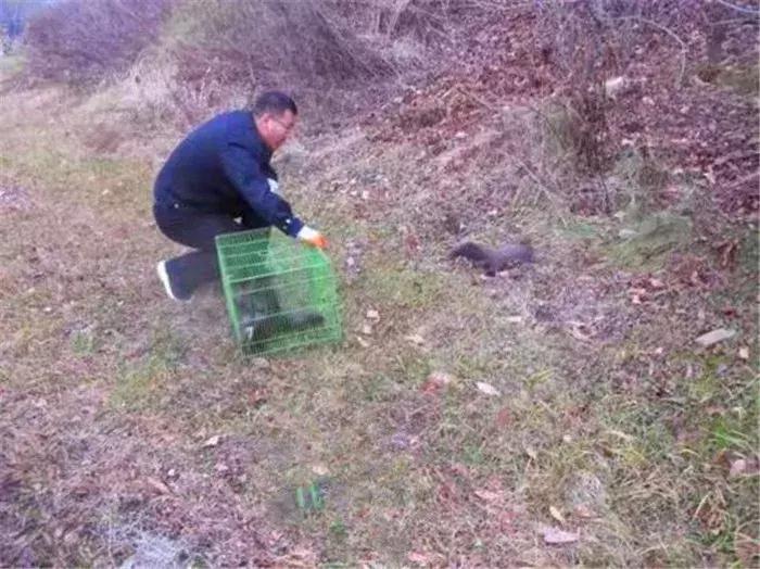 蜜袋鼯外出网兜小包夏季,蜜袋鼯捕鸟