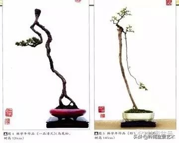 素仁格与文人树,你怎么看?