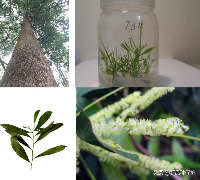 优良品种有哪些,最好的品种是哪一种