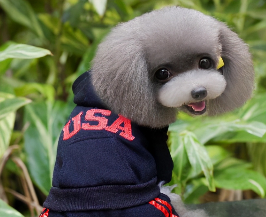 泰迪的养狗指南,养狗新手推荐什么狗德牧