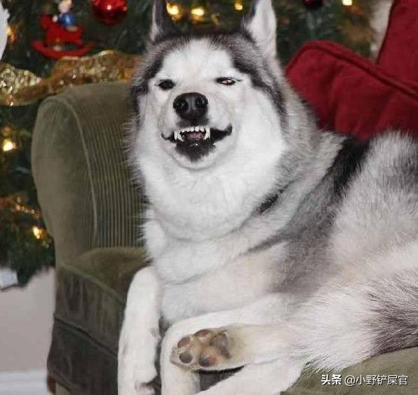 狗狗牙不齐视频,狗狗牙不完整