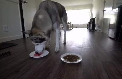 养哈士奇可以像养土狗一样吗,养哈士奇烧钱吗