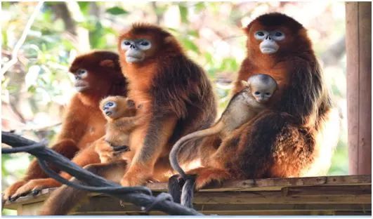 2021国庆节广州长隆野生动物门票,广州长隆野生动物世界门票攻略