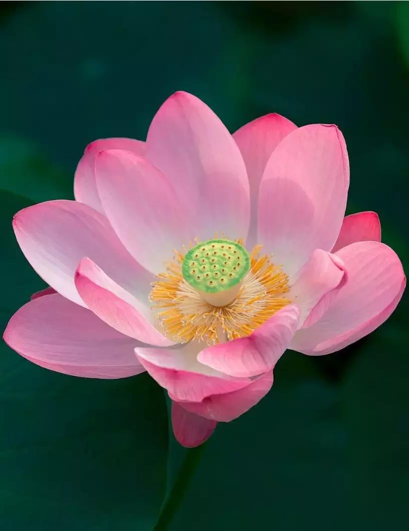 渡己亦是渡人,渡己亦是渡人说的很有道理