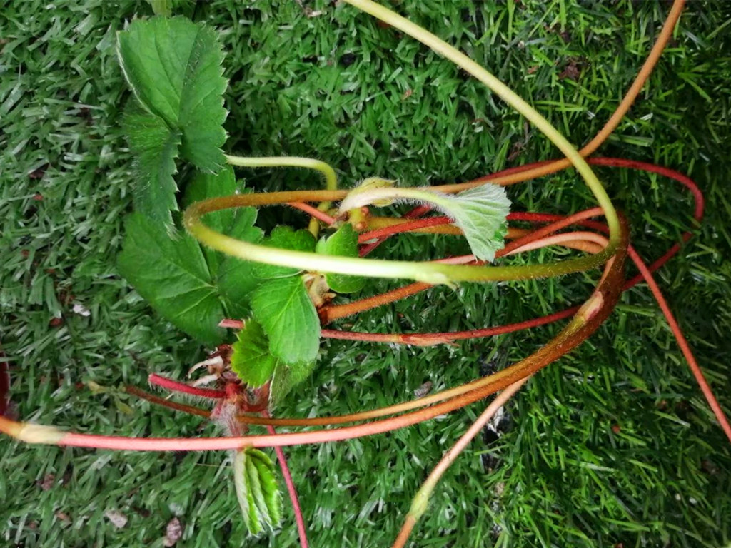 草莓走茎一直不剪,草莓植株剪了还能长