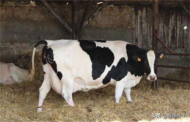 怎样判断母牛怀孕牛犊是公是母,母牛如何从眼睛判断怀孕