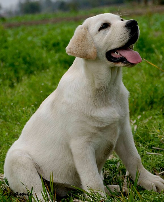 神犬小七属于哪种品相的拉布拉多,拉布拉多边牧神犬小七