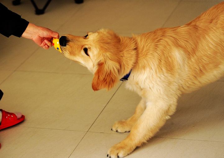 金毛犬是怎么训练的,金毛犬好训练吗要怎么训练