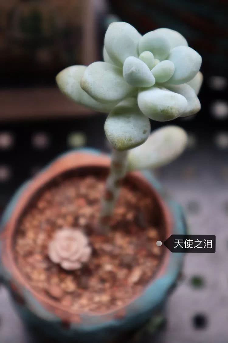 多肉名字怎么记,多肉的品种图片及名字寓意