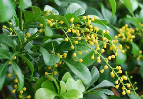 米兰秋季怎样养得又高大,米兰春季养护方法