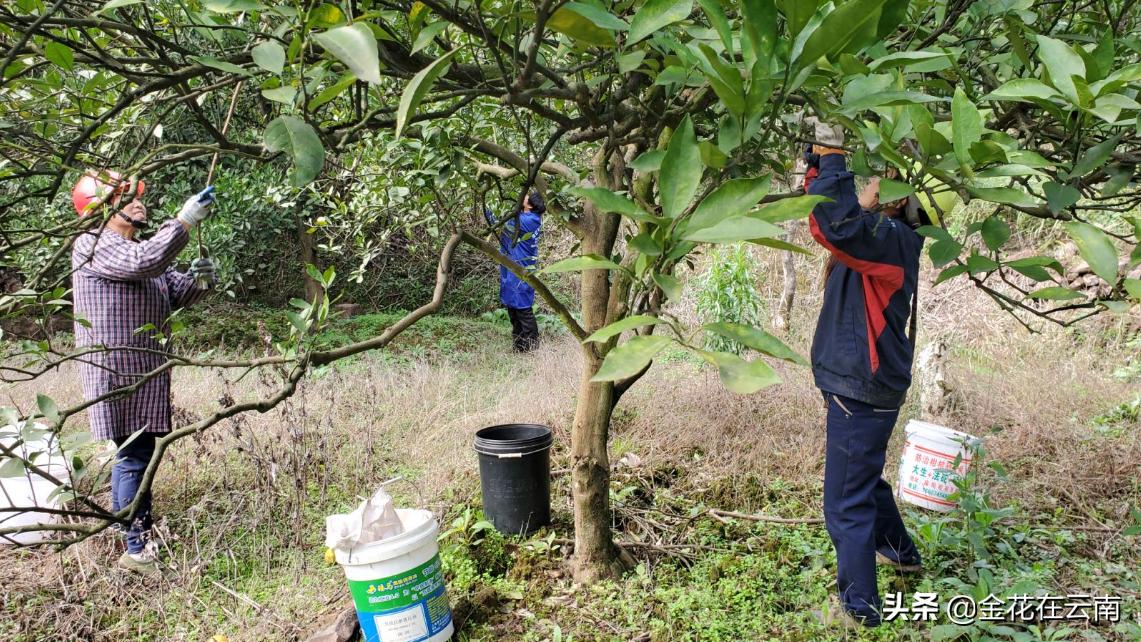 临近年关吃东西容易上火,就让这款小甜橙拯救一下