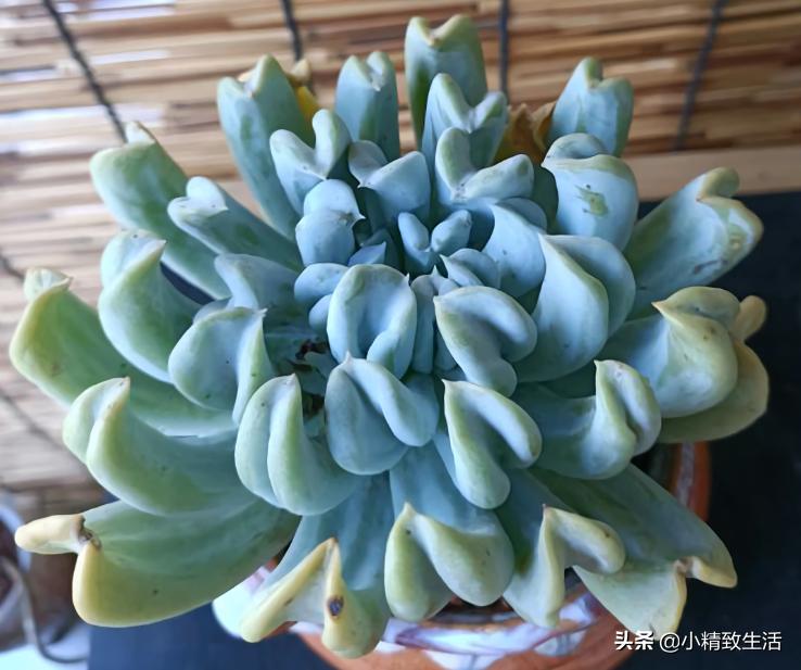 多肉特玉莲老桩图片,多肉玉莲爆盆怎么办