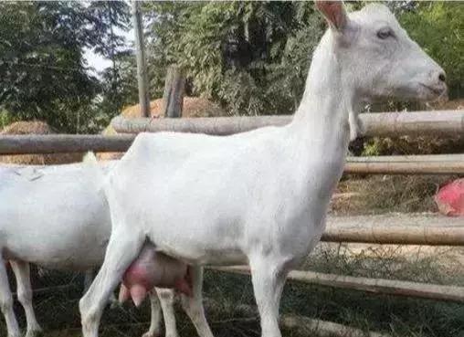 奶质最好的奶山羊品种有哪些,世界奶山羊优秀品种介绍