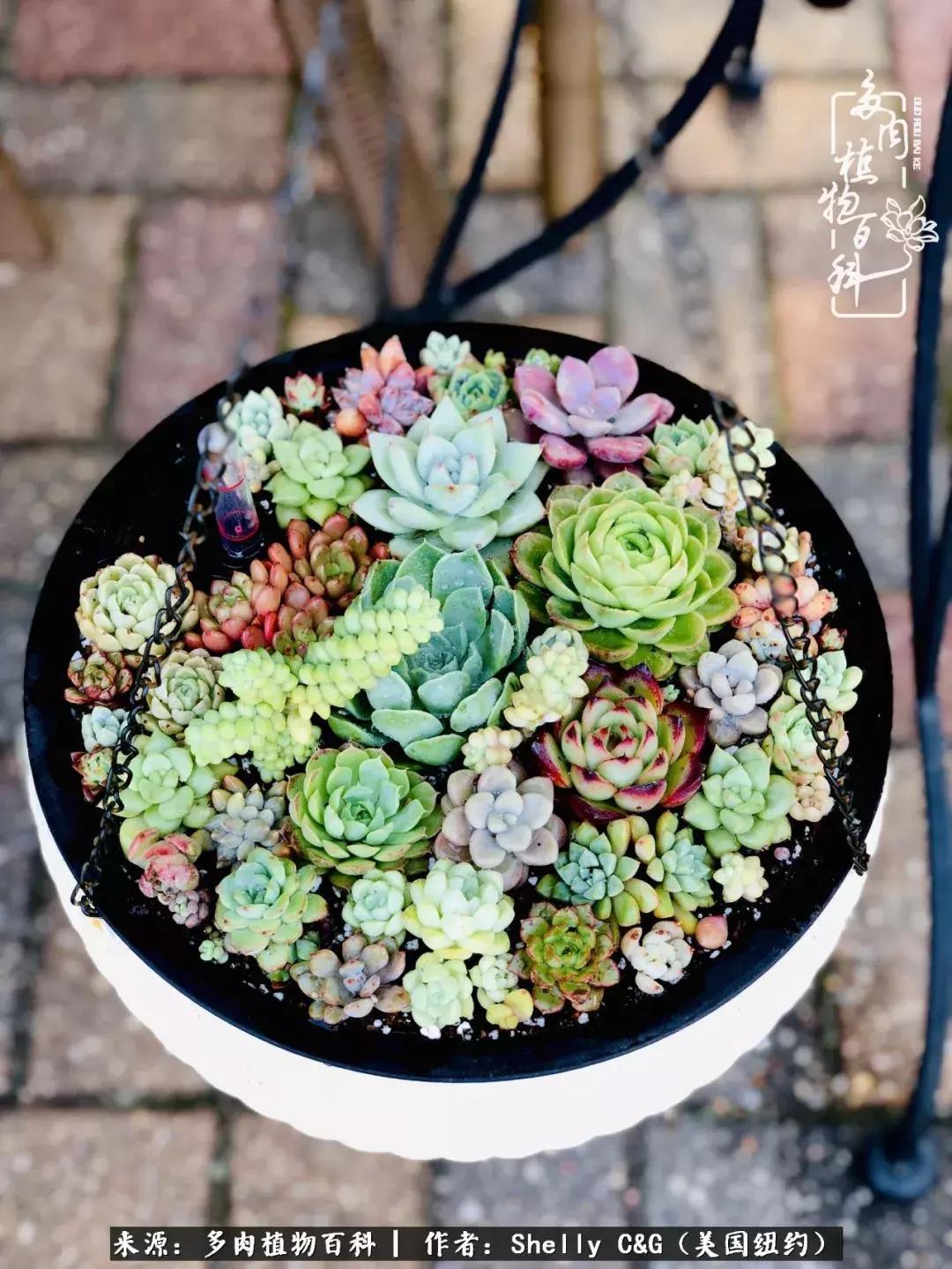 美国纽约有多少华裔人,美国纽约有多少个华人