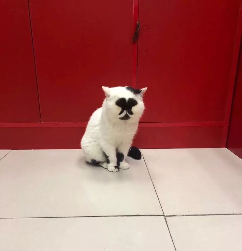 丑猫大赛视频完整版,2020年丑猫大赛看看丑到你了没