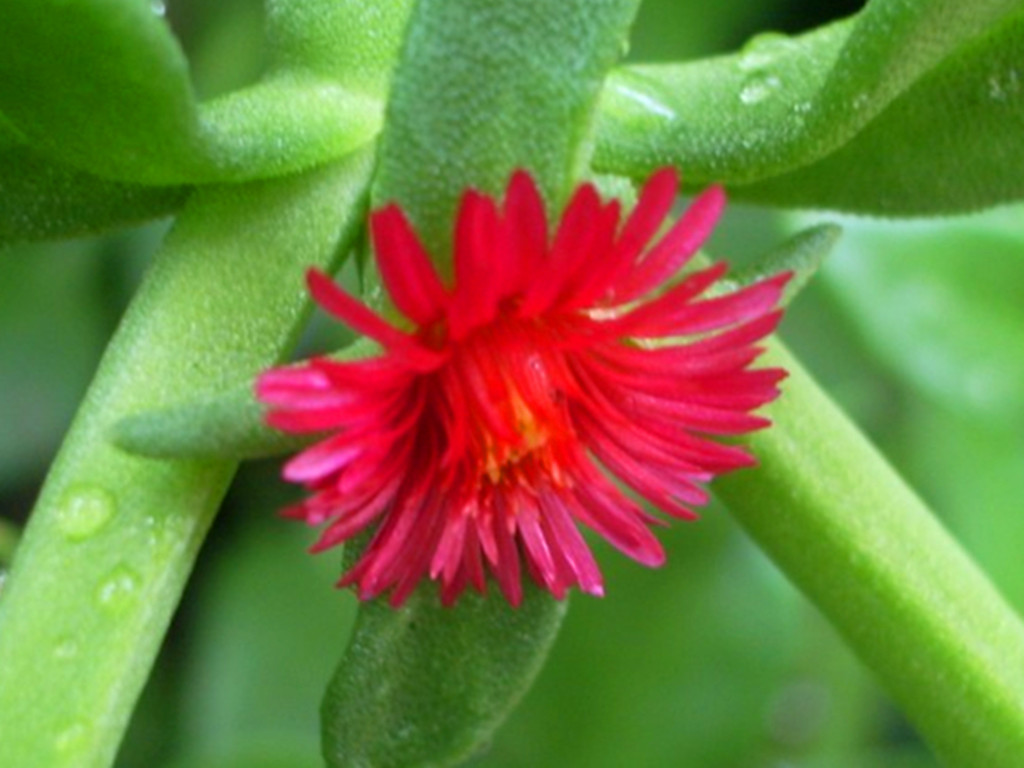 牡丹吊兰开花是什么原因,牡丹吊兰开花时需要什么肥