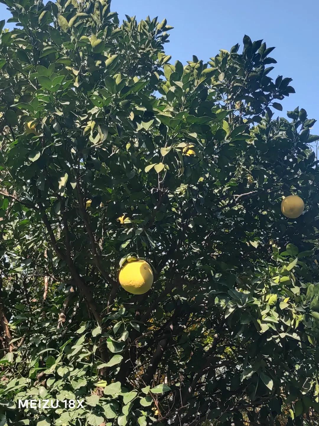 魅族18x禅白版价格,魅族18x禅白版音乐