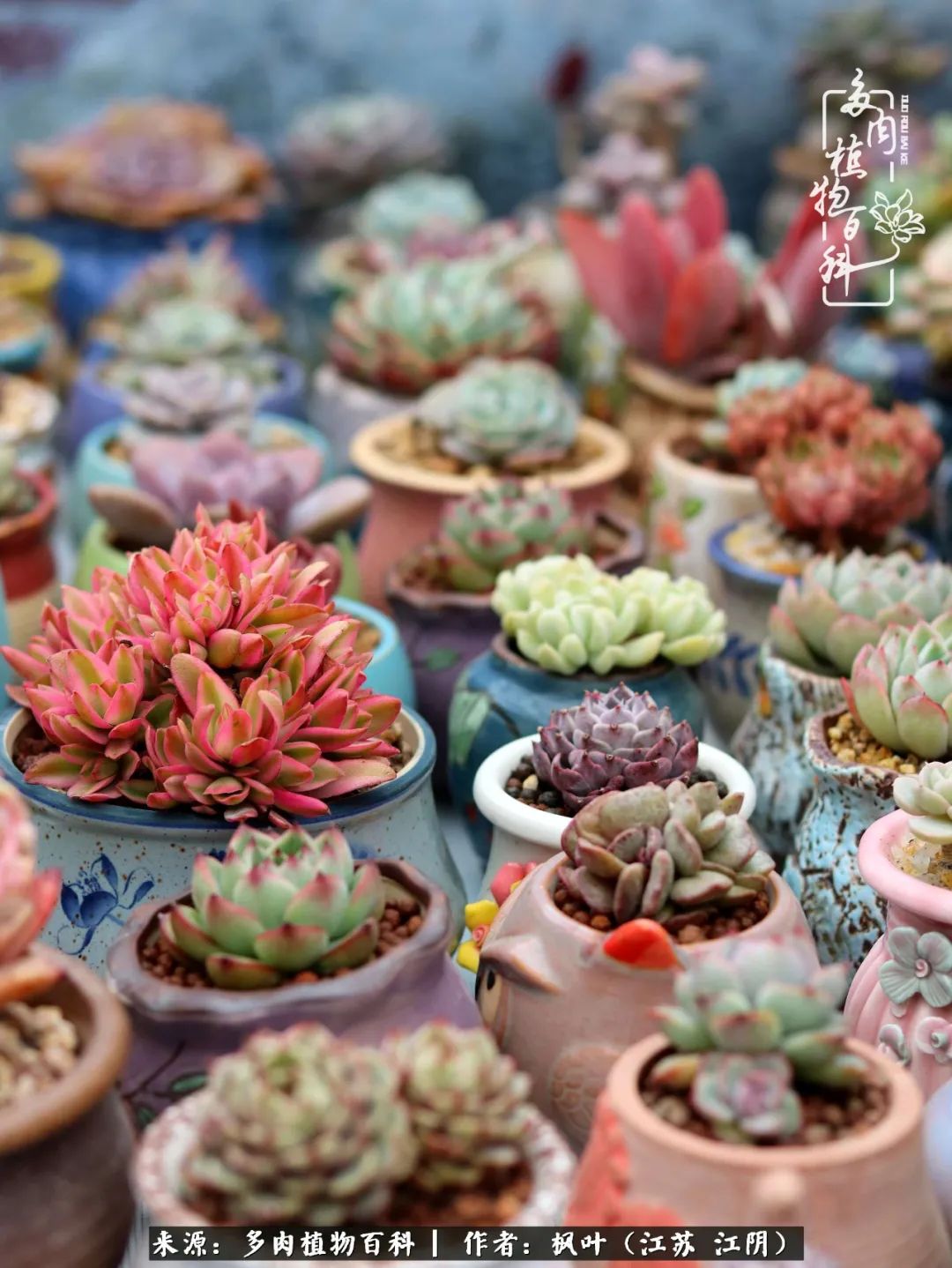 春有约，花不误，多肉与春天有个约会