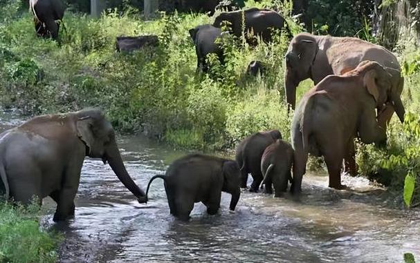 15头大象一路北迁原因,大象迁徙17头为何还剩15头