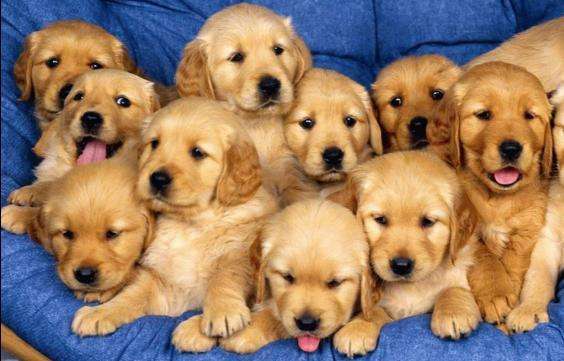 怎么做可爱的小金毛,怎么选一只好的金毛幼犬