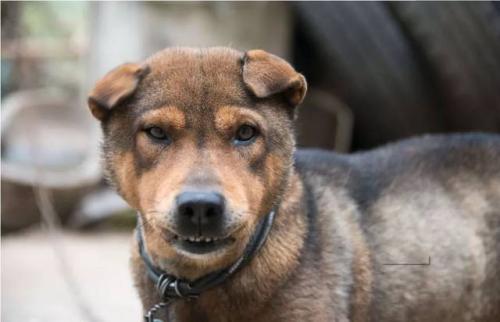 两个月大的土狗,俩个月大的土狗