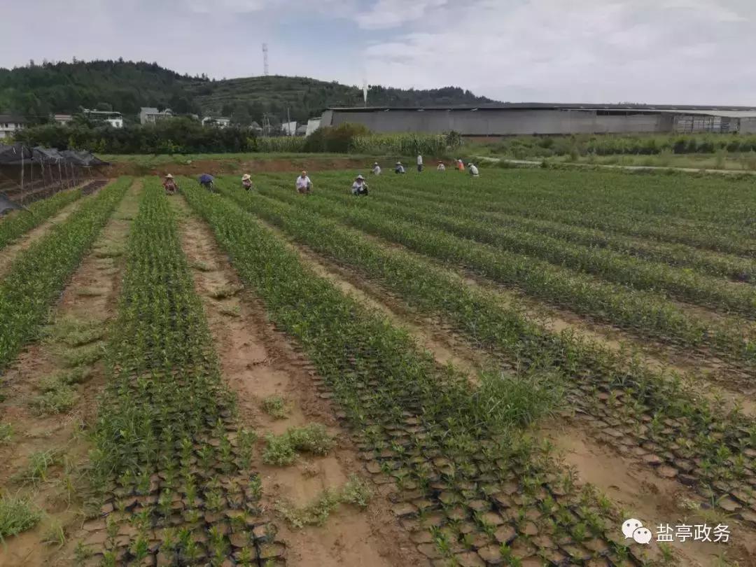沃野千里风景图,山乡巨变之美不胜收