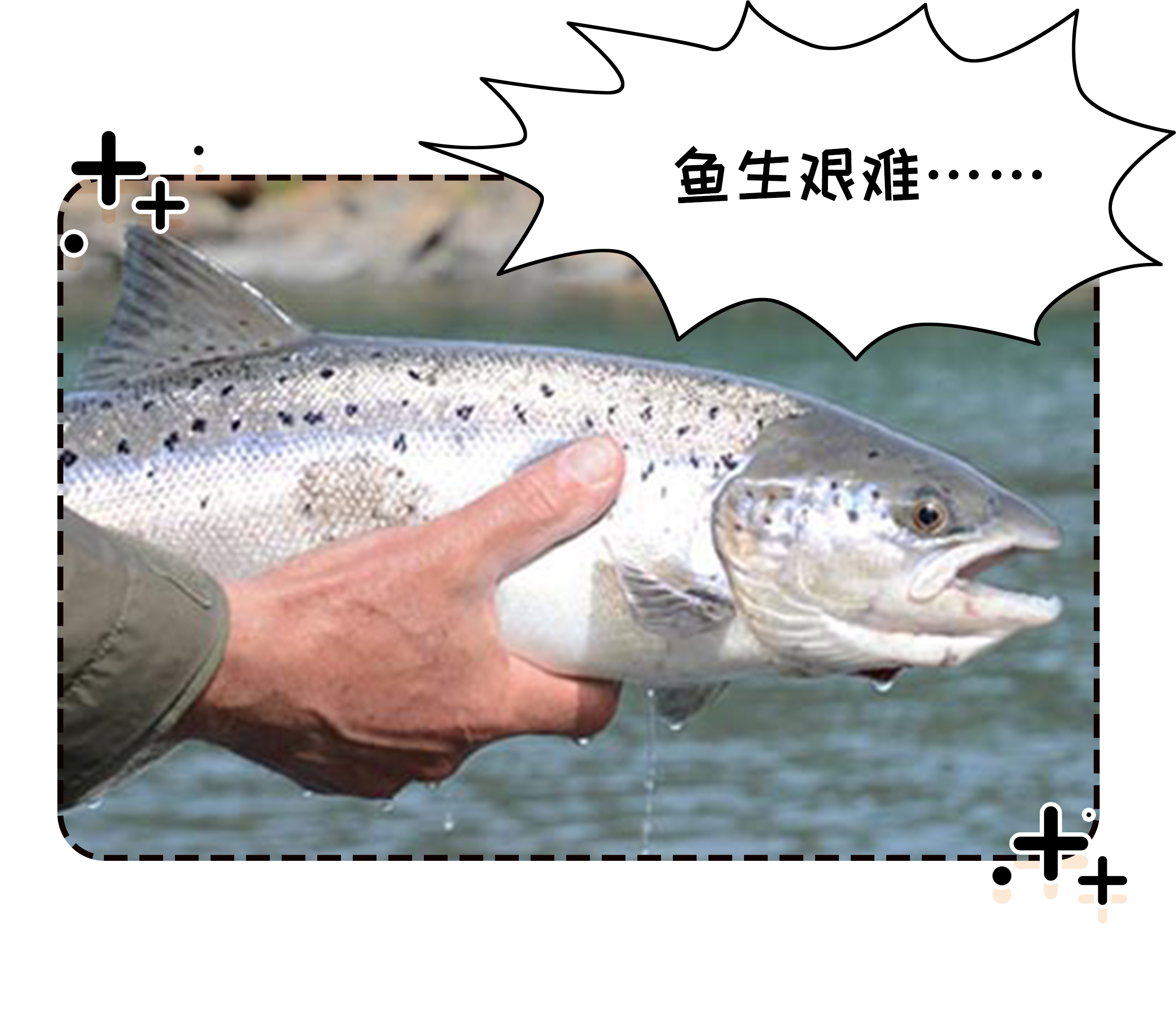 曾标榜健康的进口海鲜，幕后养殖曝光，堪比垃圾食品（菲李漫画）