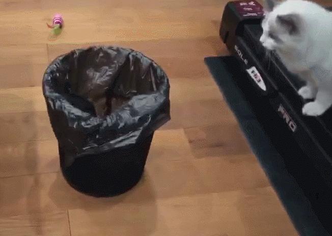 布偶猫身长四十厘米体重九斤,超级可爱的布偶猫有两万斤