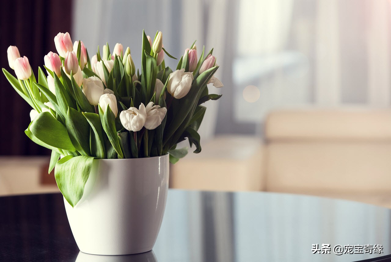 铲屎官必须要知道的猫咪常见疾病,铲屎官对猫有什么危害