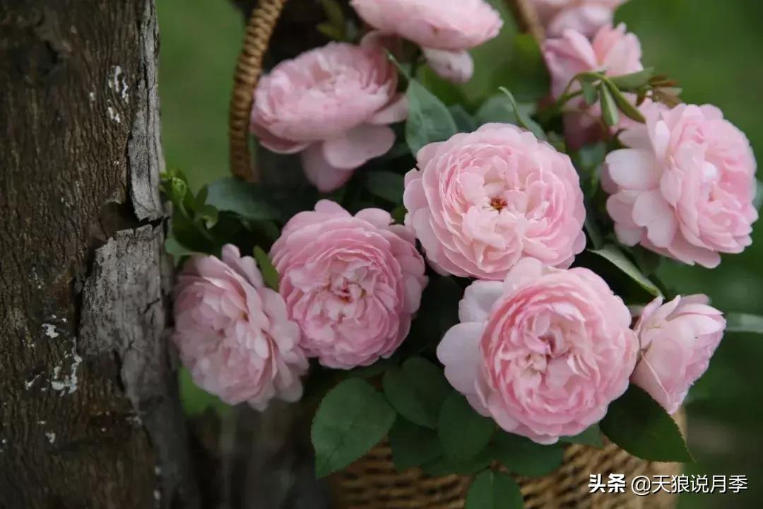 天狼月季新品月季幻紫耐热又梦幻,天狼推荐黄色月季