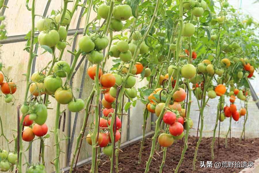 番茄怎么修剪视频教程,番茄结果后怎么修剪叶子