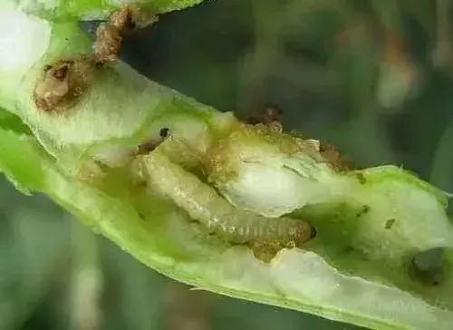 蔬菜害虫种类大全,蔬菜害虫分类及图片大全