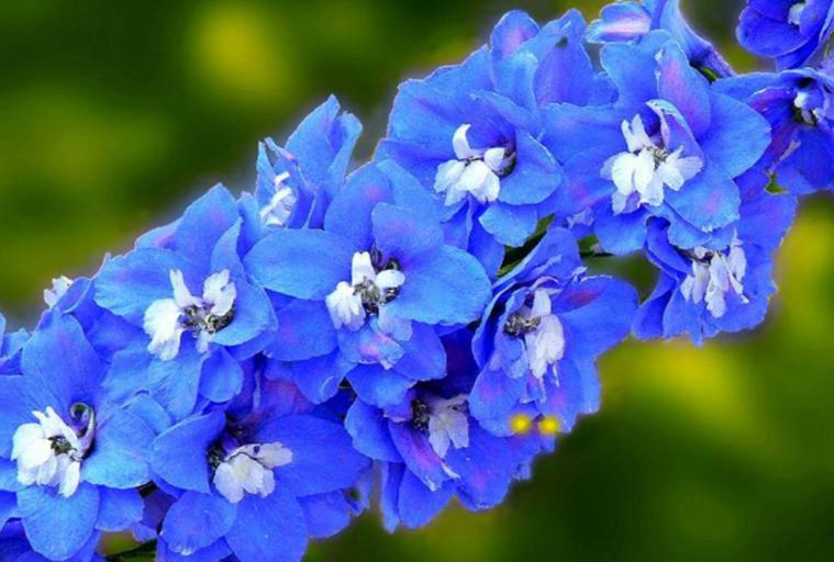 飞燕草黑斑怎么办,飞燕草叶片发黄焦边