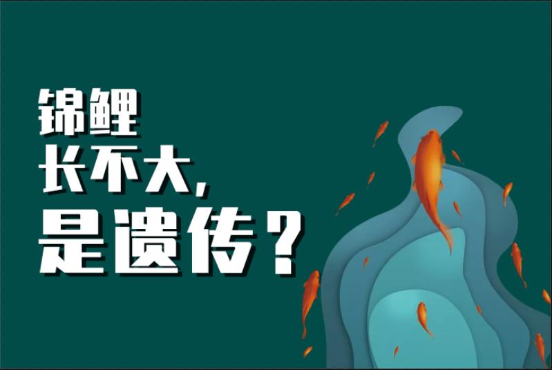 养锦鲤新手必备十大忠告,锦鲤饲养方法锦鲤一年能长多大