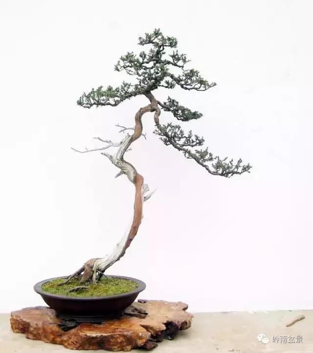 一盆盆景佳作究竟应该是怎样的,大师级盆景作品欣赏