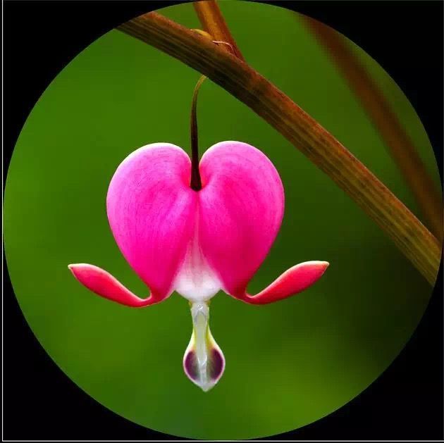 “上帝的指纹”及一些奇怪的花,世界真有趣