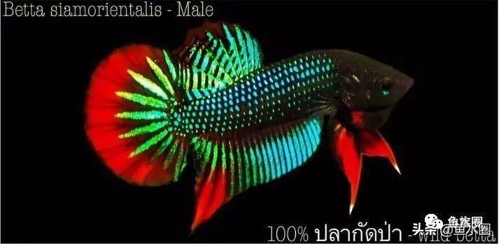 泰国斗鱼和中国斗鱼的杂交品种,中国斗鱼与泰国斗鱼哪个更厉害