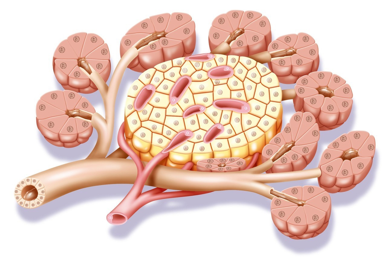 胰岛素增敏机制,低血糖胰岛素增敏剂