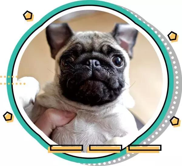 十大热门小型短毛犬,十大最小小型犬可爱图片