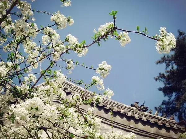 最适合赏花的花,视觉盛宴五种赏花名花供您选择